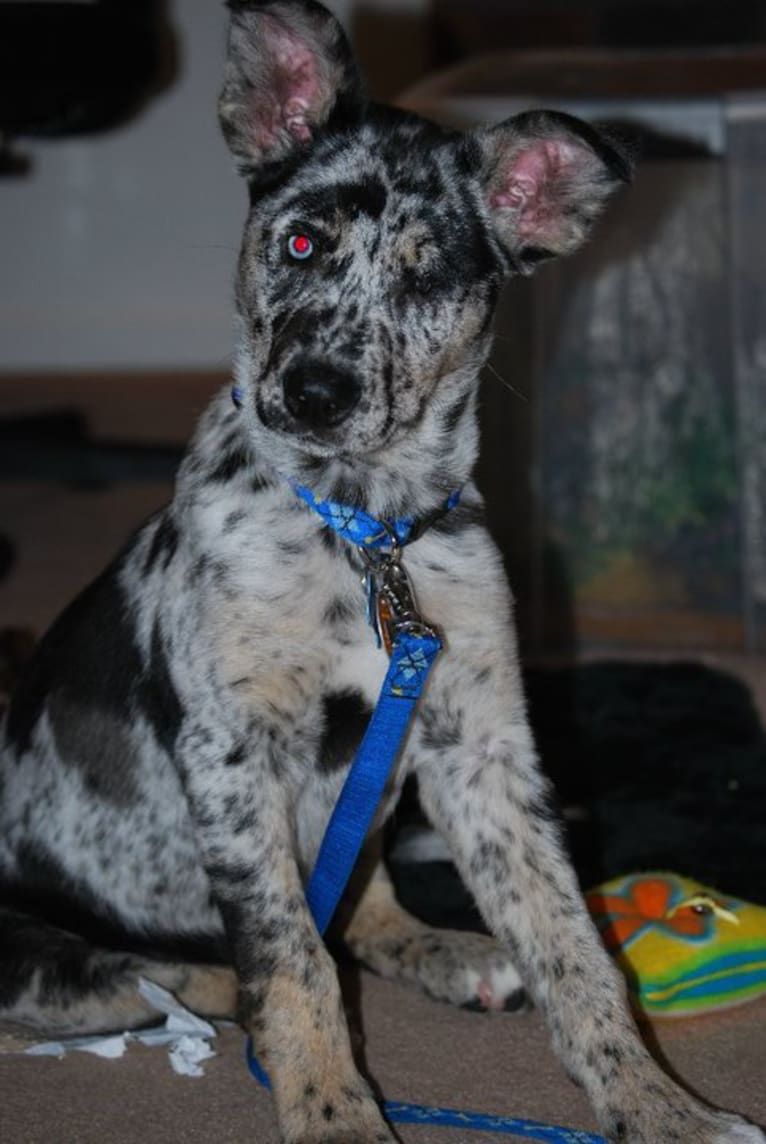 Winkee, a Catahoula Leopard Dog and Siberian Husky mix tested with EmbarkVet.com