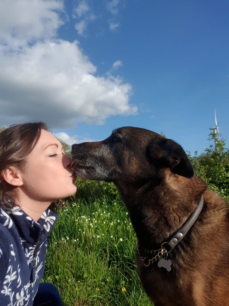 Alfie, a Belgian Malinois and Rottweiler mix tested with EmbarkVet.com