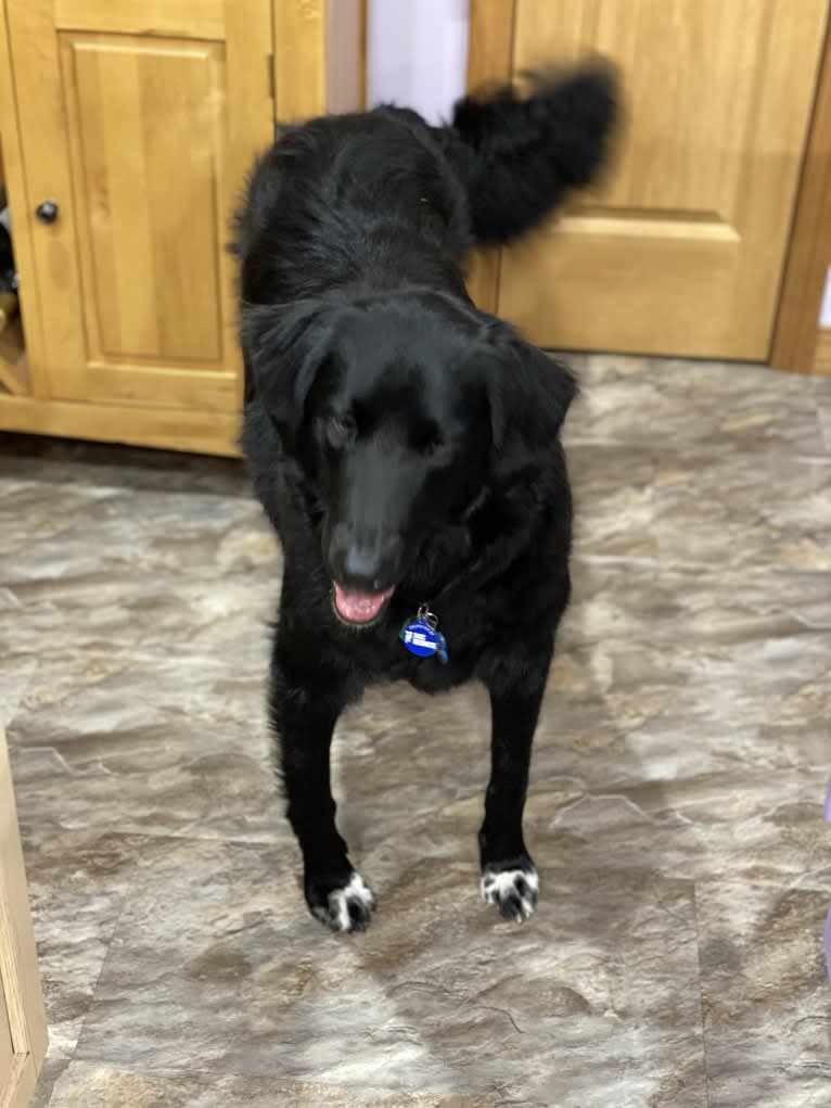 Care Bear Ross, a Labrador Retriever and Australian Cattle Dog mix tested with EmbarkVet.com