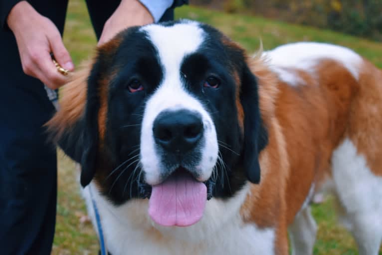 Sadie, a Saint Bernard tested with EmbarkVet.com