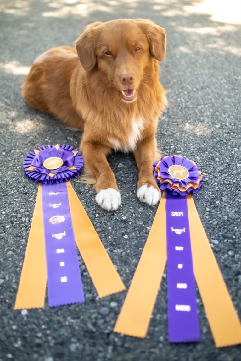 Gregory, a Nova Scotia Duck Tolling Retriever tested with EmbarkVet.com