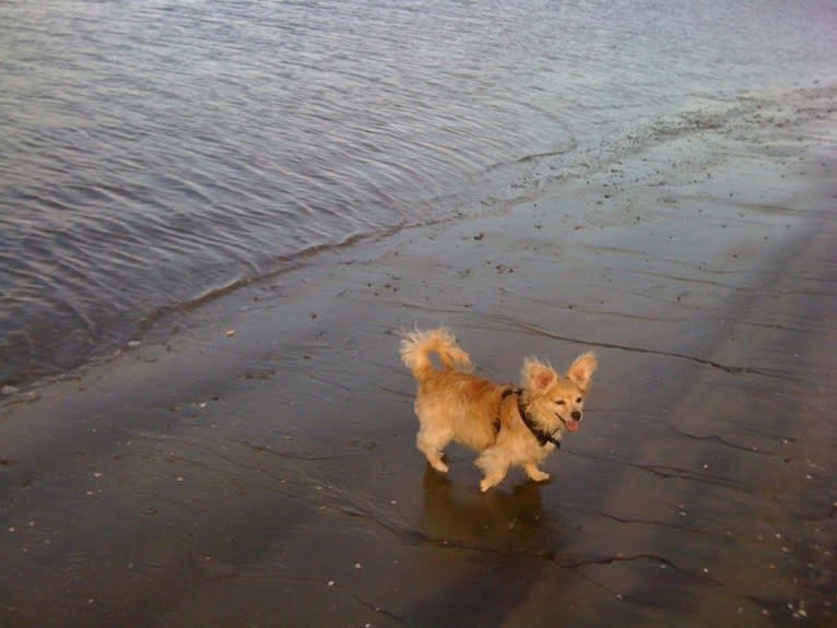 Sunny, a Cocker Spaniel and Chihuahua mix tested with EmbarkVet.com