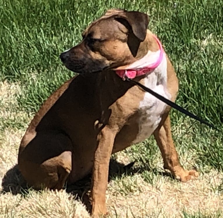 Roxy, an American Pit Bull Terrier tested with EmbarkVet.com