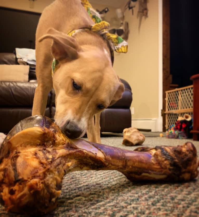 Dixie, a Rottweiler and Redbone Coonhound mix tested with EmbarkVet.com