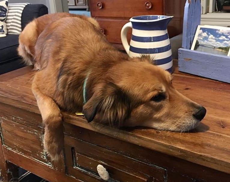 Einstein, a Great Pyrenees and American Pit Bull Terrier mix tested with EmbarkVet.com