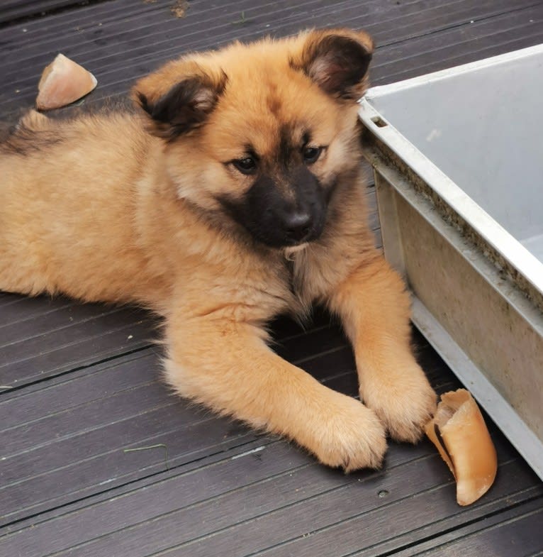 Willow, an Icelandic Sheepdog tested with EmbarkVet.com