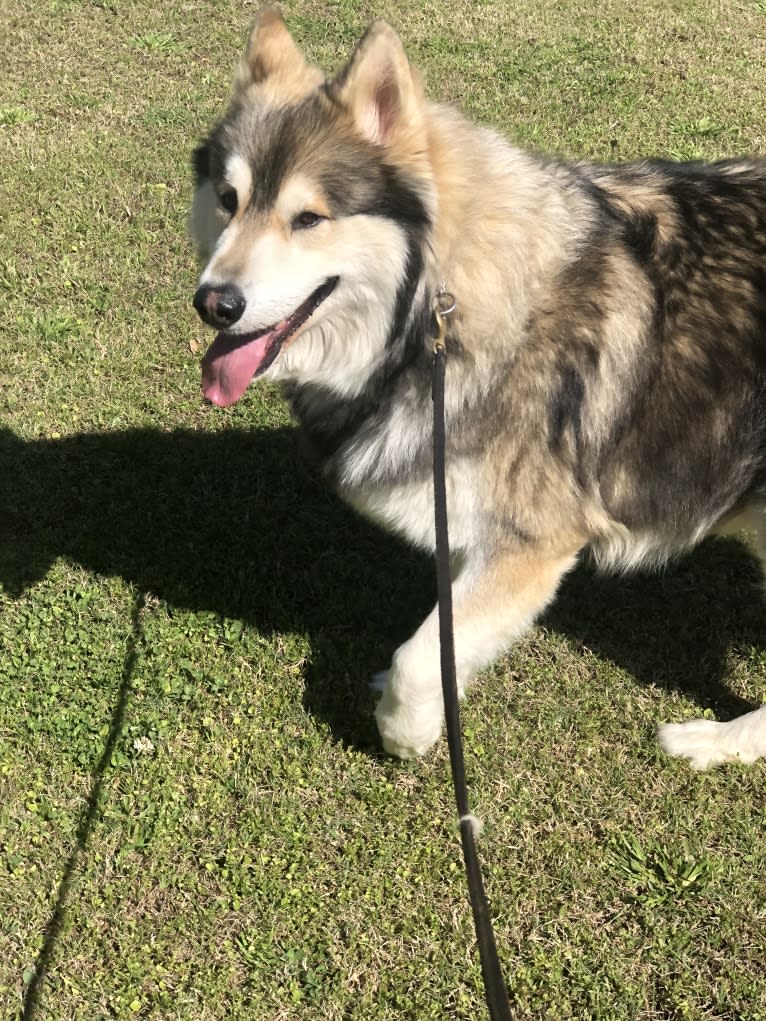 Chaos, a Siberian Husky and Alaskan Malamute mix tested with EmbarkVet.com