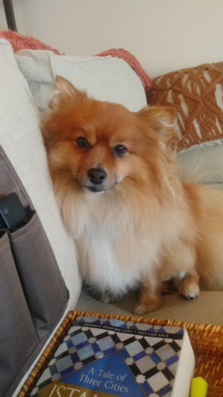 Bear, a Pomeranian tested with EmbarkVet.com