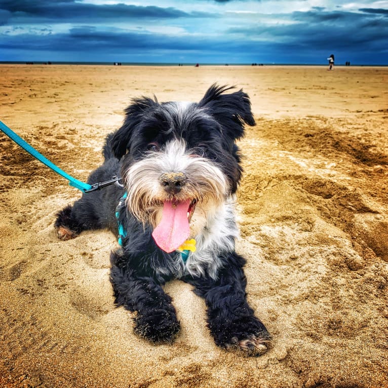 Jambon, an European Village Dog and Havanese mix tested with EmbarkVet.com