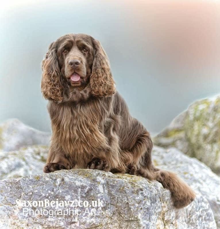 Mex - Pelydryns Flaming Star, a Sussex Spaniel tested with EmbarkVet.com