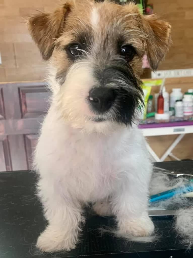 Sweety, a Russell-type Terrier tested with EmbarkVet.com