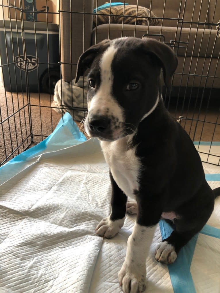 Luckie, an American Pit Bull Terrier and Border Collie mix tested with EmbarkVet.com