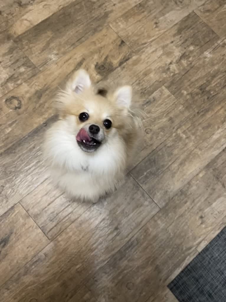 Okami, a Pomeranian tested with EmbarkVet.com