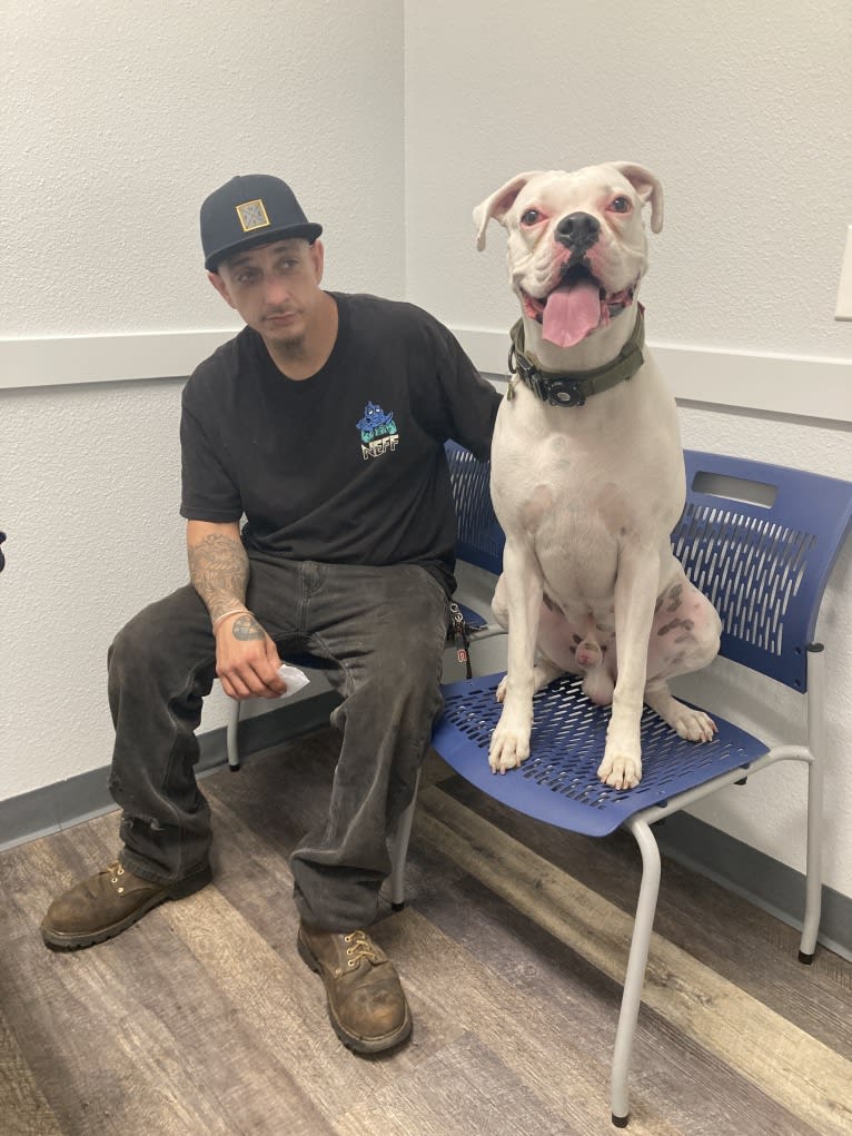 Modi, a Boxer tested with EmbarkVet.com