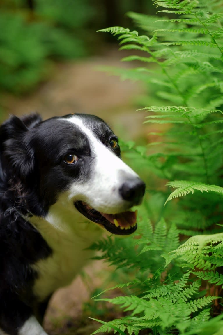 Jack, a Border Collie tested with EmbarkVet.com