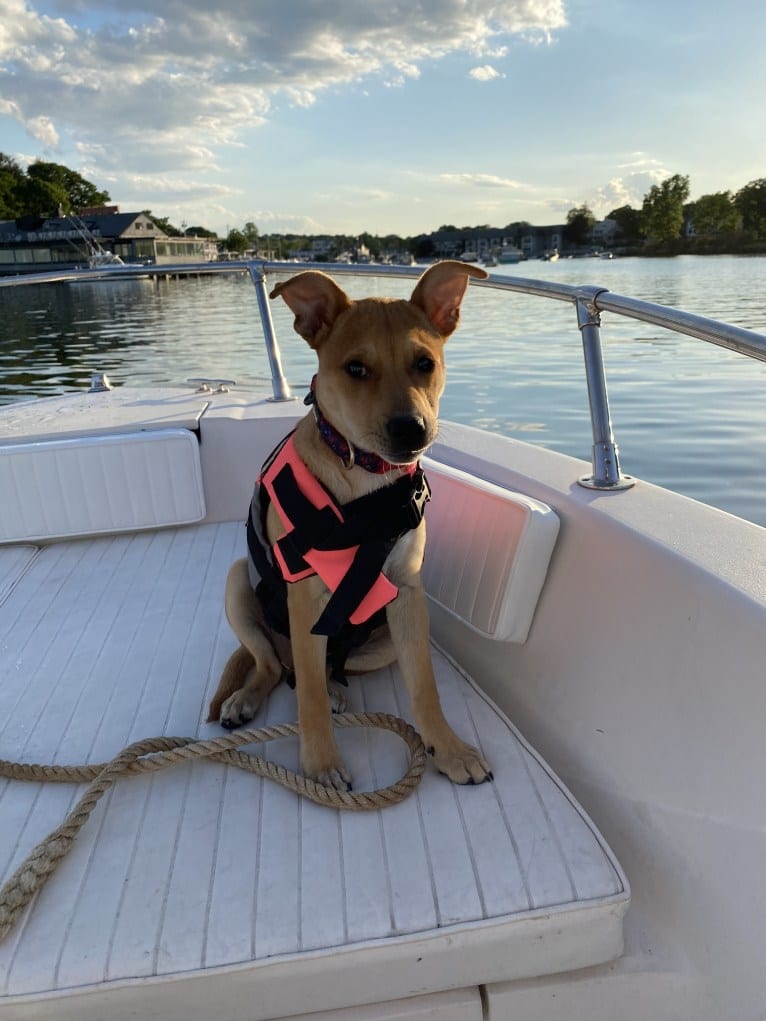 Poppy, an Australian Cattle Dog and American Pit Bull Terrier mix tested with EmbarkVet.com