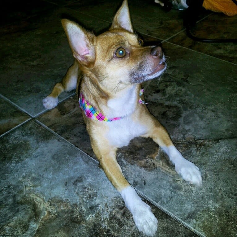 Lola, a Chihuahua and Pekingese mix tested with EmbarkVet.com
