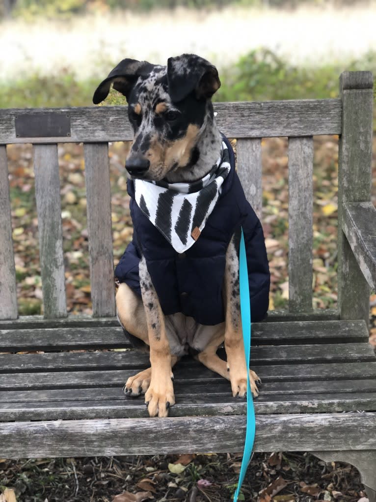 Zoey, a Labrador Retriever and German Shepherd Dog mix tested with EmbarkVet.com