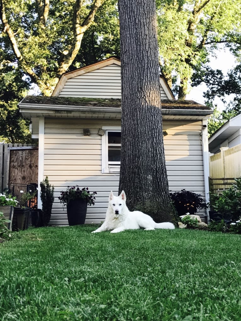 Nanuk, a Siberian Husky and German Shepherd Dog mix tested with EmbarkVet.com