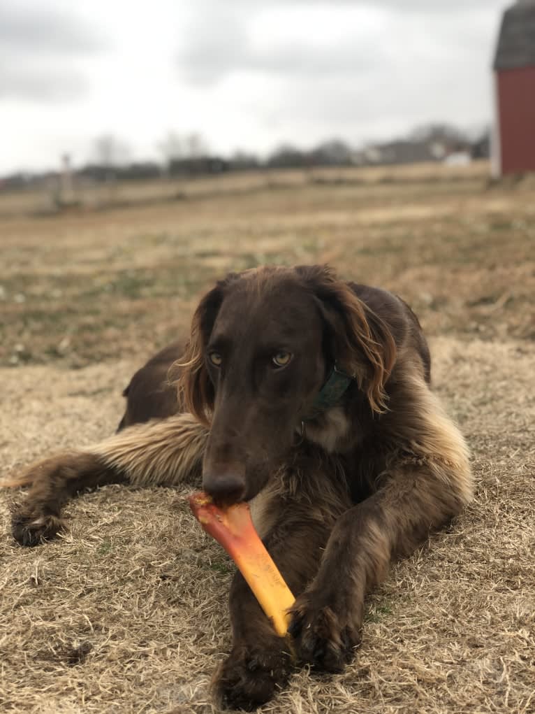 Rigel, a Saluki and Poodle (Standard) mix tested with EmbarkVet.com