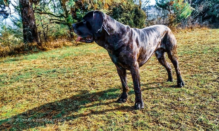 Trigger, a Mastiff and Cane Corso mix tested with EmbarkVet.com