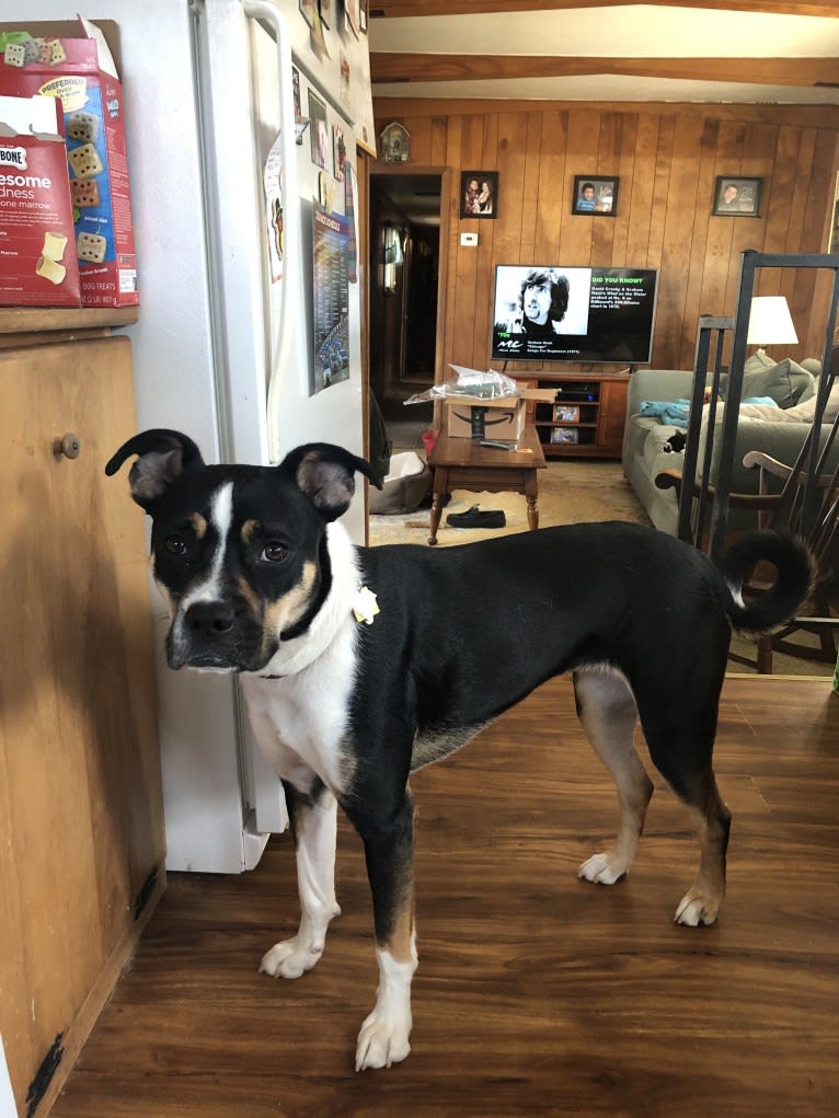 Shelby, a Boxer and Border Collie mix tested with EmbarkVet.com