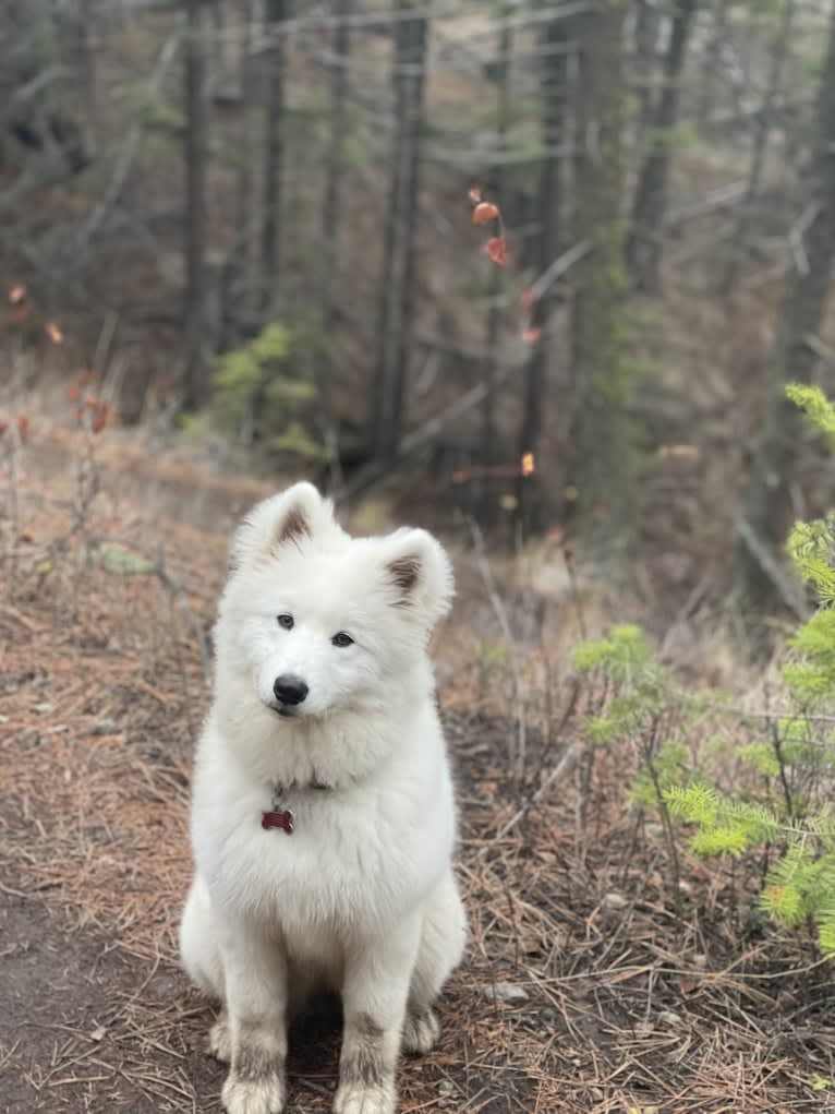 Sammi, a Samoyed and German Shepherd Dog mix tested with EmbarkVet.com