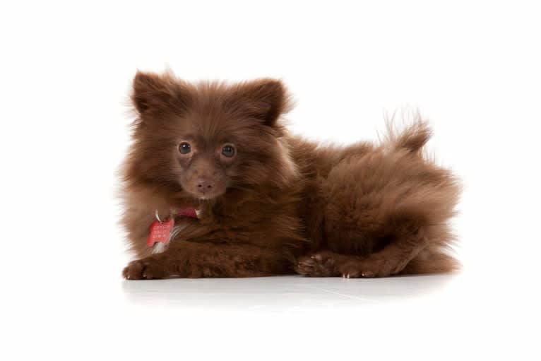 Brownie, a Pomeranian tested with EmbarkVet.com