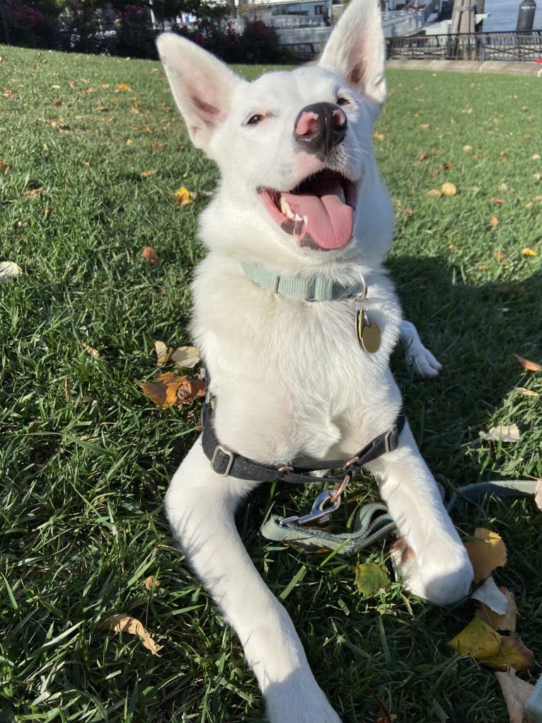 Momo, an Australian Cattle Dog and Australian Shepherd mix tested with EmbarkVet.com