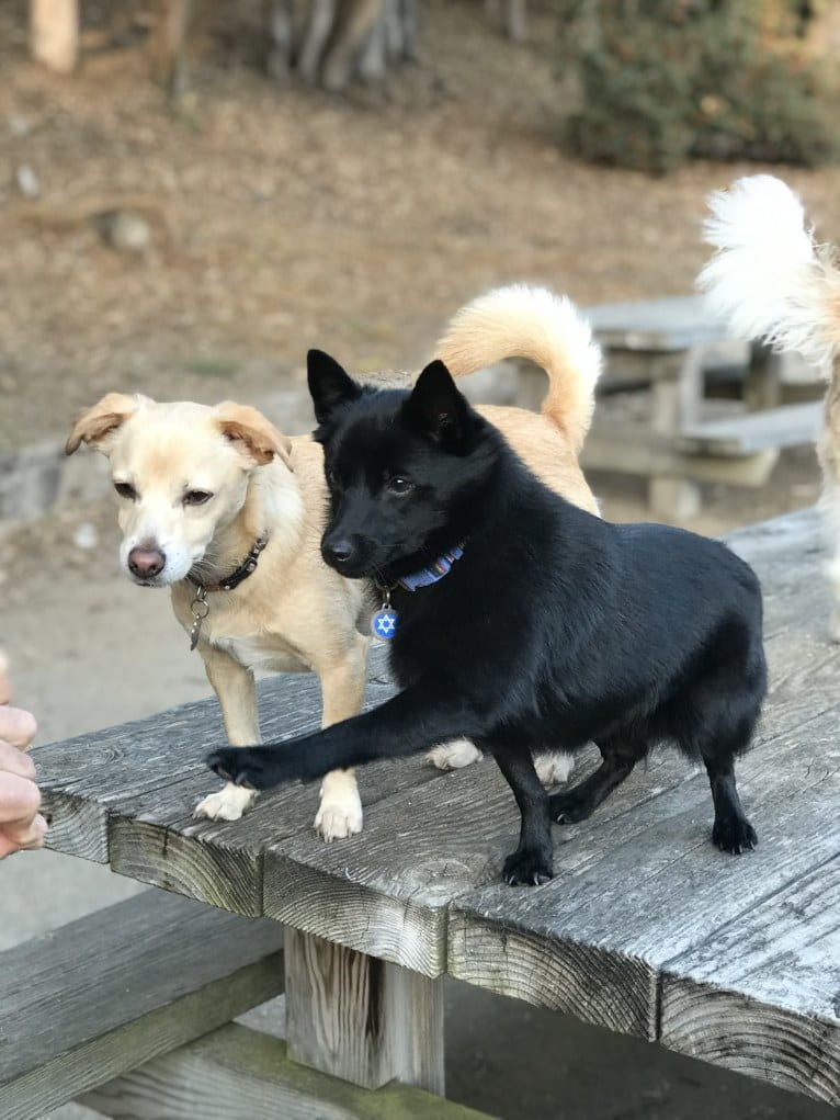 Buster AKA Busty, a Chihuahua and Russell-type Terrier mix tested with EmbarkVet.com