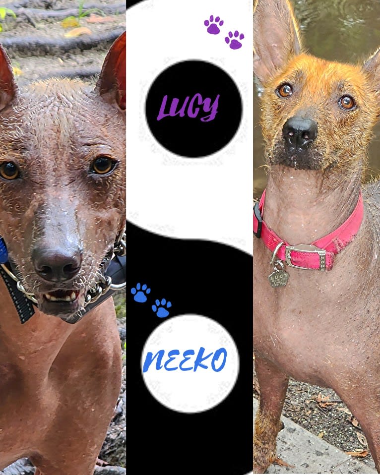 Neeko, a Xoloitzcuintli (8.7% unresolved) tested with EmbarkVet.com