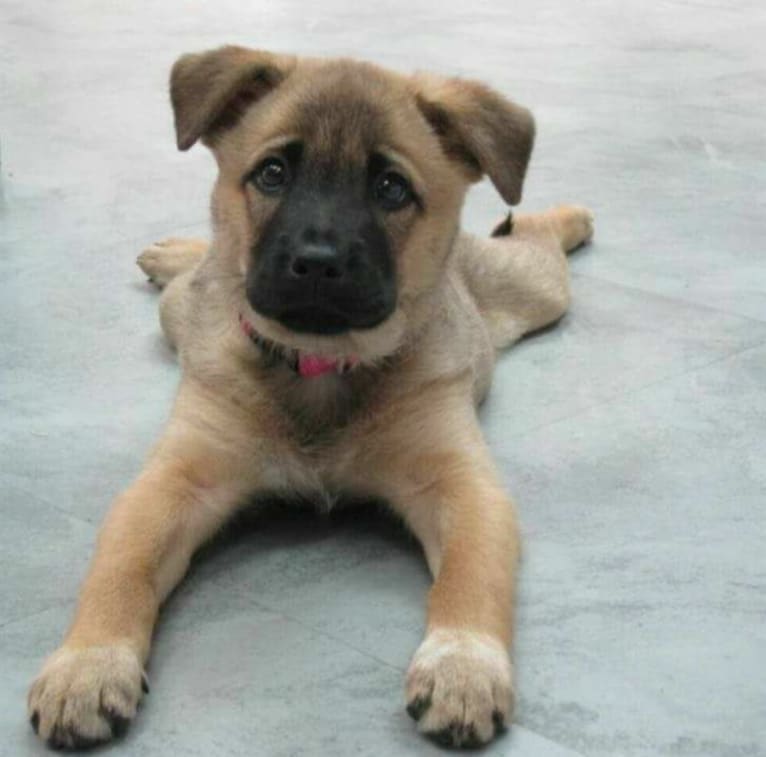 Koharu, an East Asian Village Dog tested with EmbarkVet.com