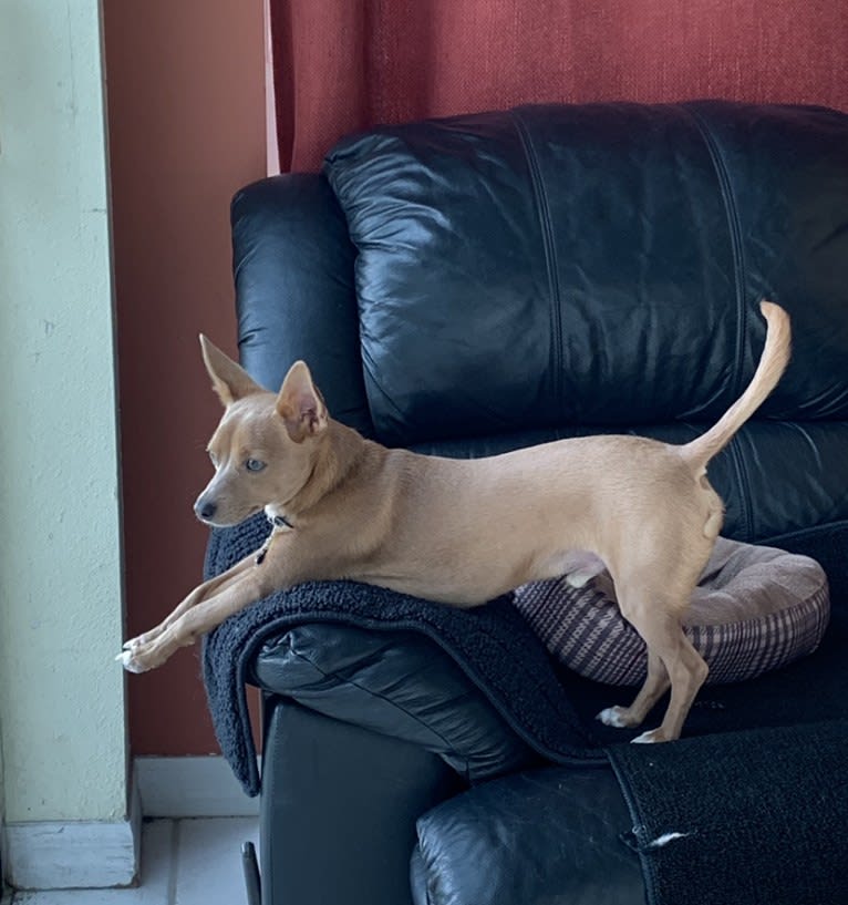 Westin, a Chihuahua and Rat Terrier mix tested with EmbarkVet.com