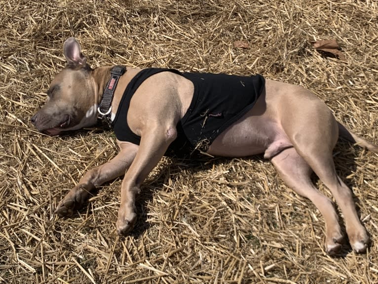 Maverick, an American Pit Bull Terrier and American Staffordshire Terrier mix tested with EmbarkVet.com