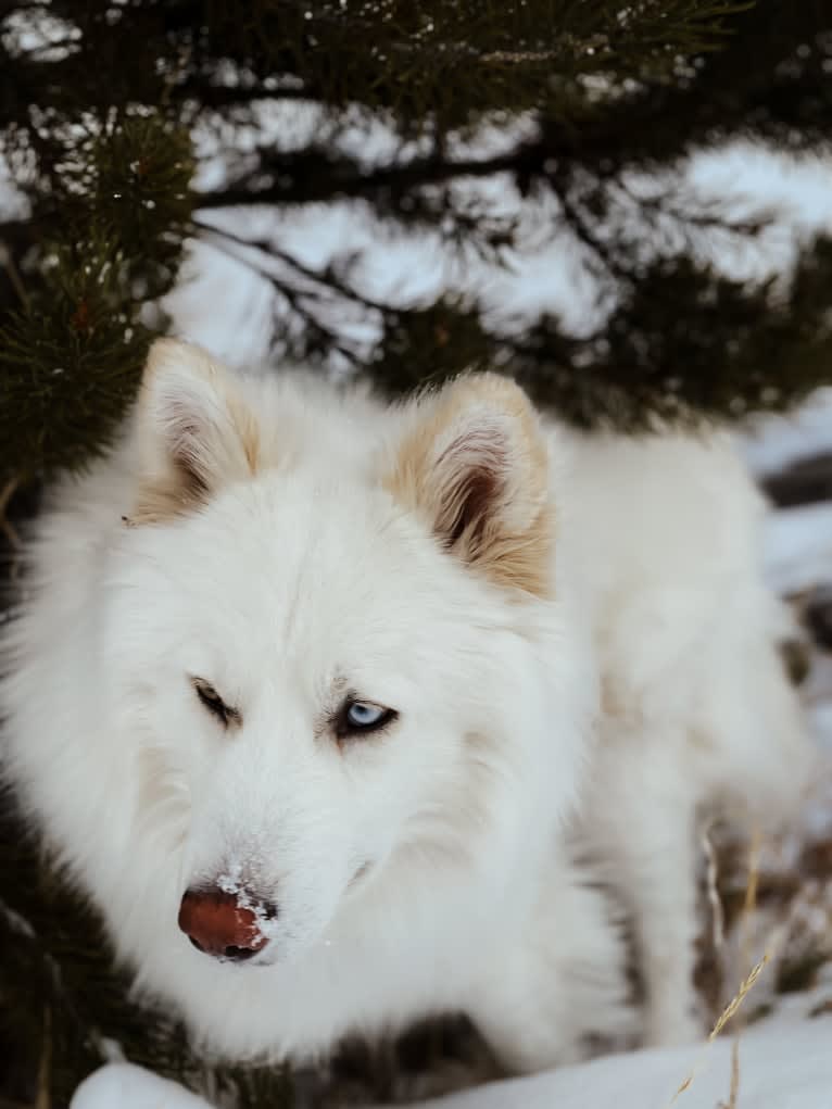 Ban, a Siberian Husky and German Shepherd Dog mix tested with EmbarkVet.com