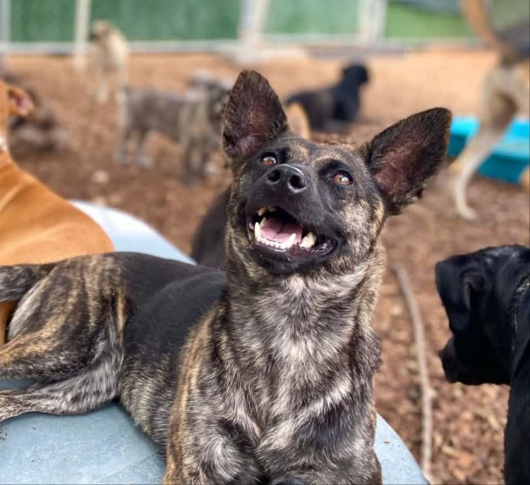 Kida, a Labrador Retriever and Australian Cattle Dog mix tested with EmbarkVet.com