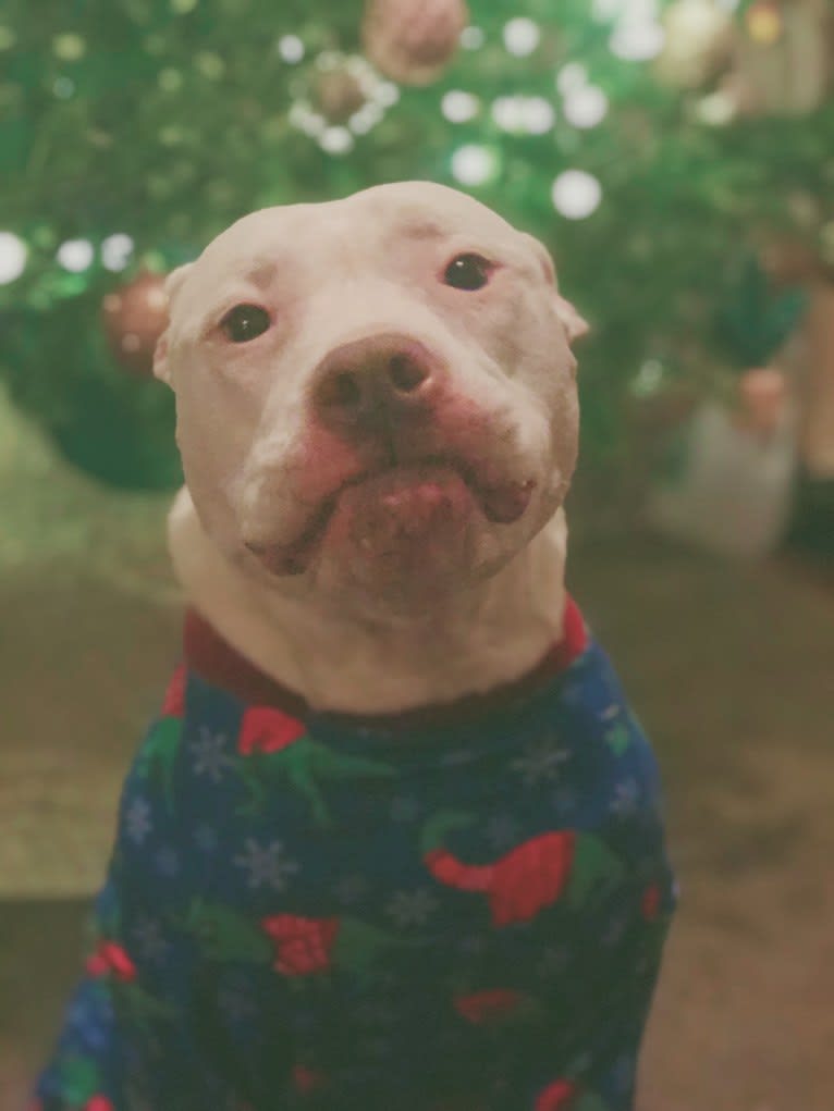 Nina, an American Bulldog and American Pit Bull Terrier mix tested with EmbarkVet.com