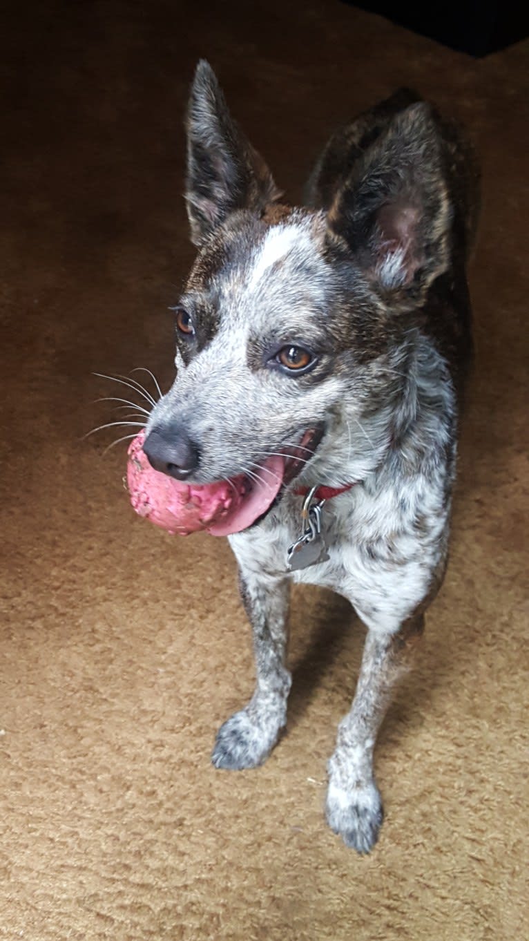 Banshee Boo, an Australian Cattle Dog and American Pit Bull Terrier mix tested with EmbarkVet.com