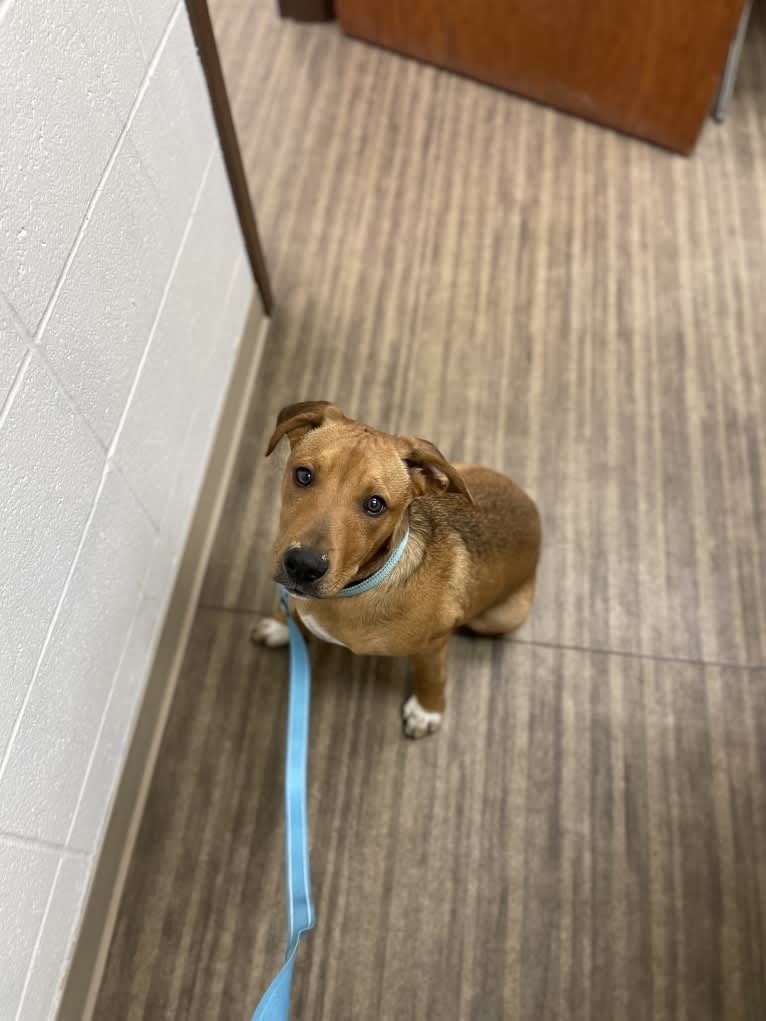 Winston, an Australian Cattle Dog and Border Collie mix tested with EmbarkVet.com