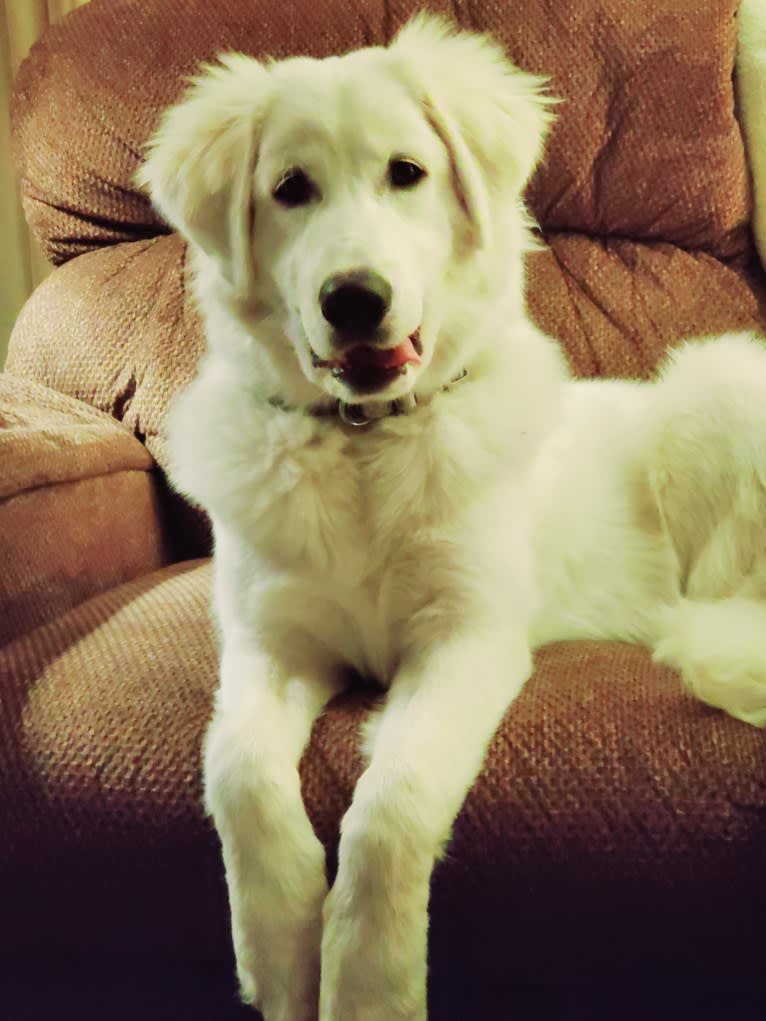 Ava Grace Howitt, a Maremma Sheepdog tested with EmbarkVet.com