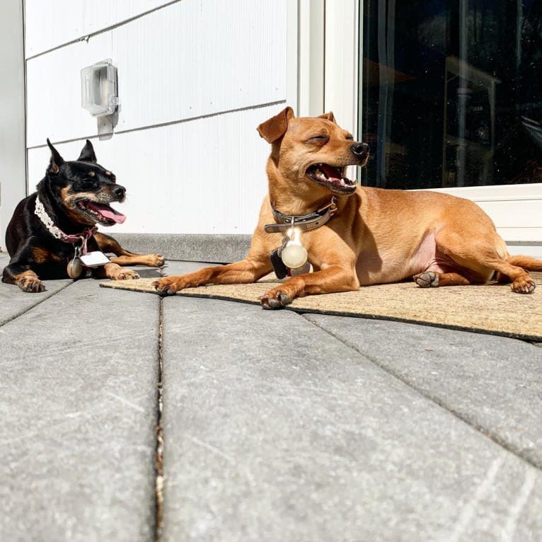 Pablo, a Miniature Pinscher and Rat Terrier mix tested with EmbarkVet.com