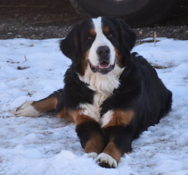 Avery, a Bernese Mountain Dog tested with EmbarkVet.com