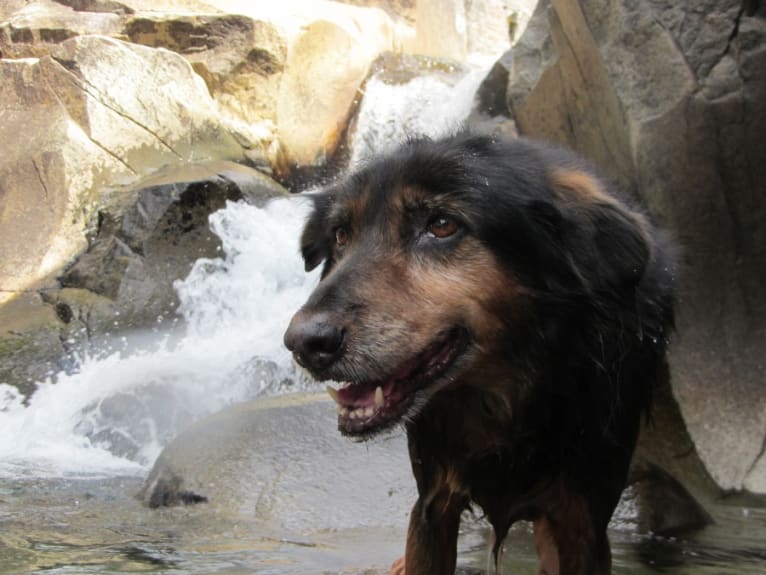 Kahlua, a Formosan Mountain Dog tested with EmbarkVet.com