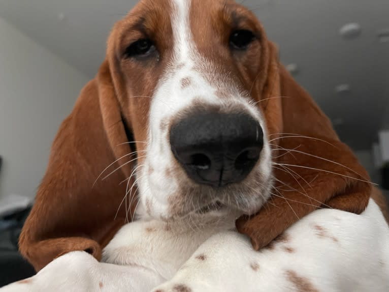 Zoey, a Basset Hound tested with EmbarkVet.com