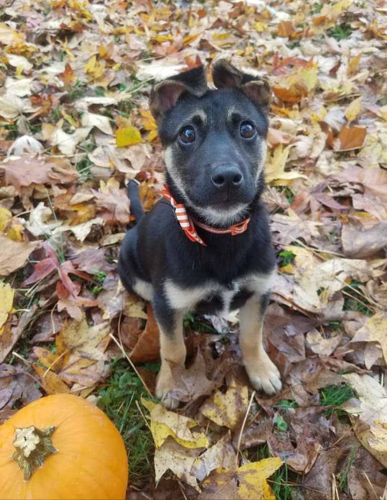 Roo, a Labrador Retriever and American Pit Bull Terrier mix tested with EmbarkVet.com