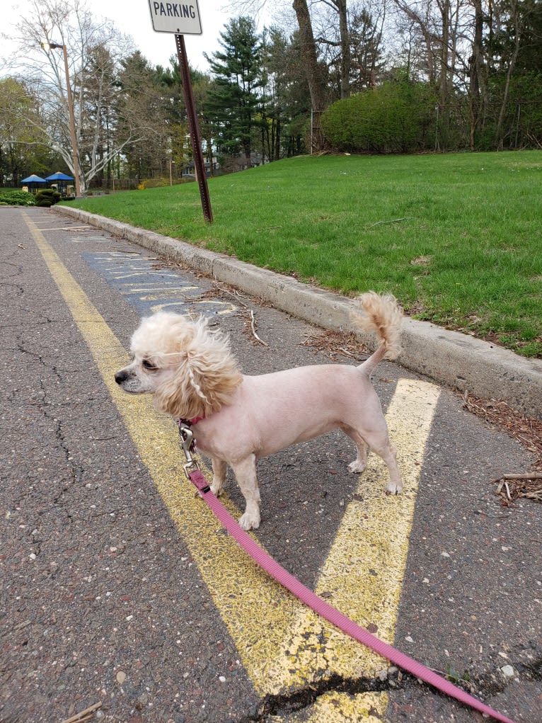 Phoebe, a Poodle (Small) and Shih Tzu mix tested with EmbarkVet.com