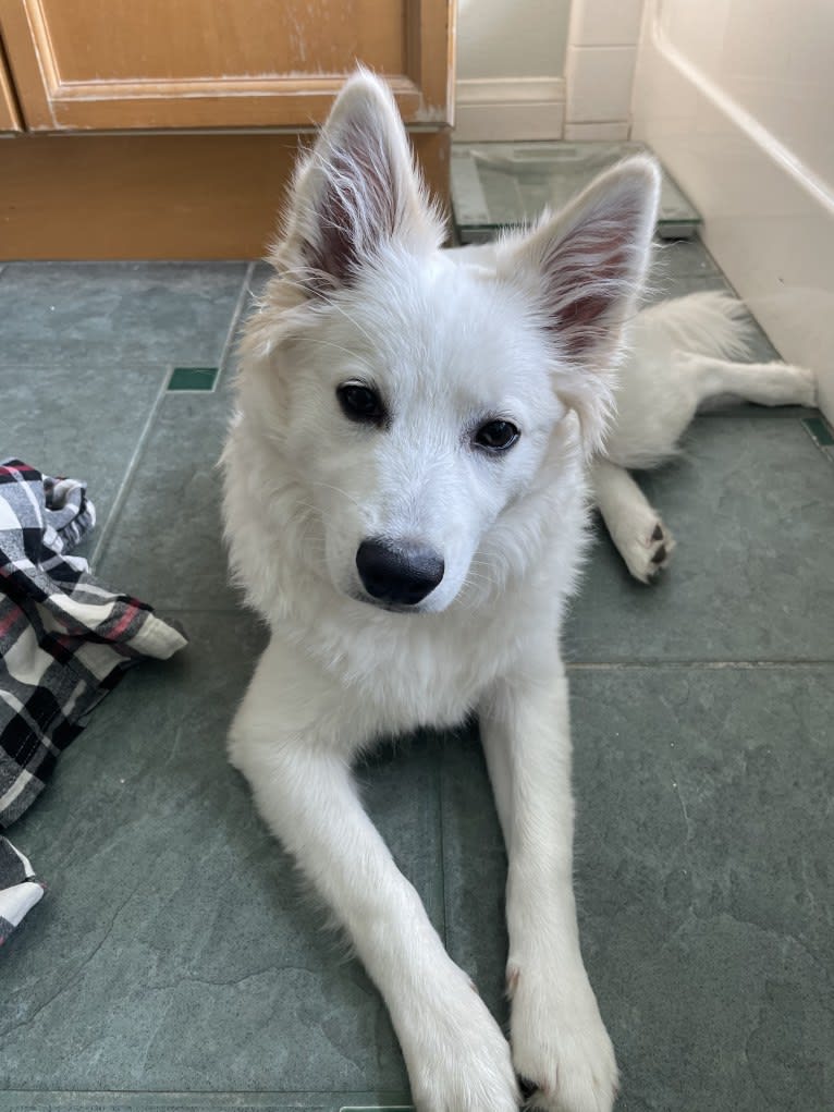 Bolt Sanford, an American Eskimo Dog tested with EmbarkVet.com