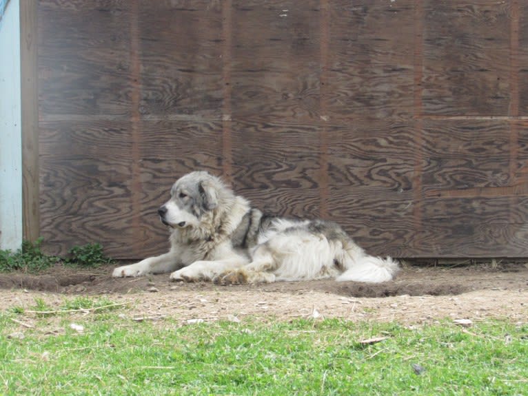 Kima, a Great Pyrenees tested with EmbarkVet.com