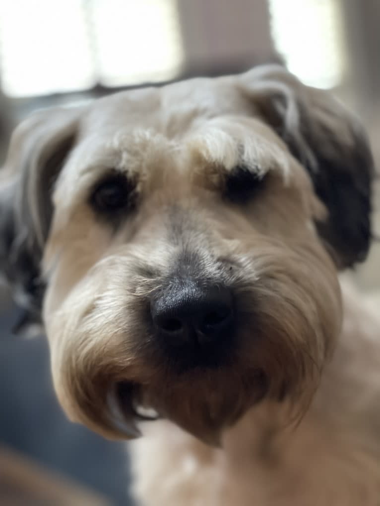 Charlee, a Soft Coated Wheaten Terrier (5.2% unresolved) tested with EmbarkVet.com