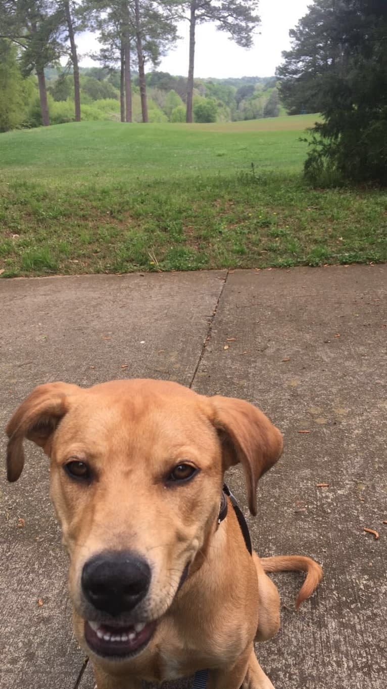 Whaler, an American Pit Bull Terrier and Catahoula Leopard Dog mix tested with EmbarkVet.com